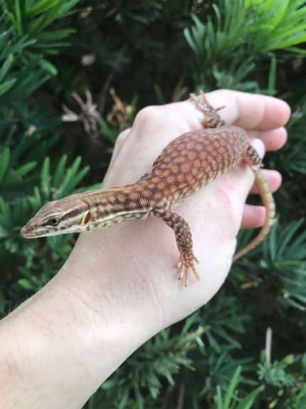 Ackie Monitor ( Varanus acanthurus) - RED