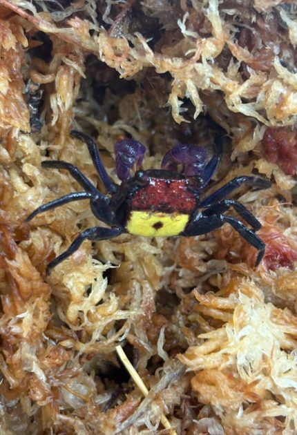 Vampire Crabs for sale