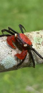 Vampire Crabs for sale