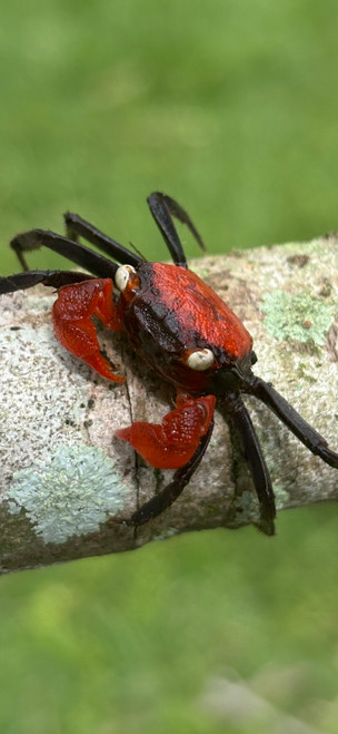 Vampire Crabs for sale