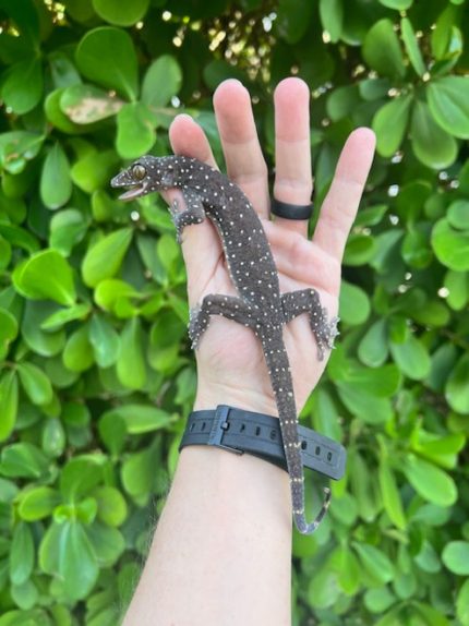 Starry Night Gecko (Gekko pradapdao)