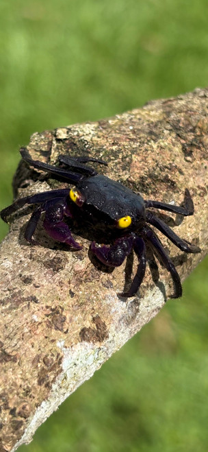 Vampire Crabs for sale