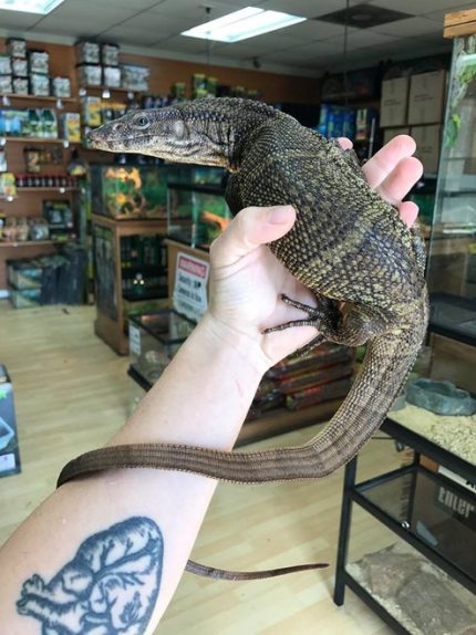 Adult Dumerils Monitors for sale (Varanus dumerilii)