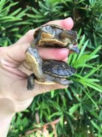 Blandings Turtles for sale