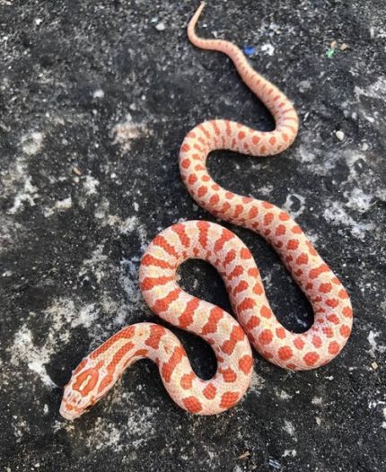 Albino Prairie King snake for sale (Lampropeltis calligaster)