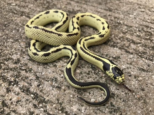 Banana California King Snake for sale Banana California King Snake for sale