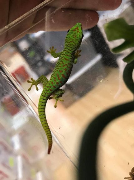 Crimson Giant Day Gecko for sale