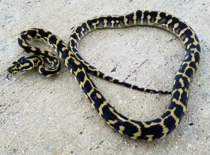 Irian Jayan Carpet Python for sale