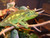 Jacksons Chameleons for sale
