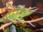 Jacksons Chameleons for sale