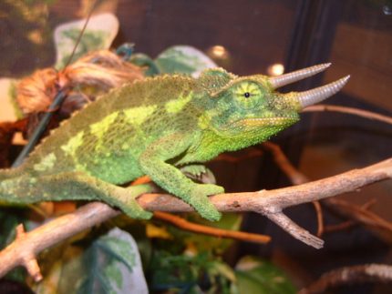 Jacksons Chameleons for sale