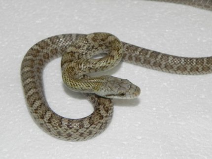 Japanese Rat Snakes for Sale