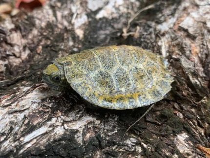 Japanese Pond Turtle for sale