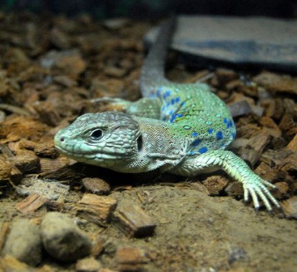 Jewel Lacerta for sale