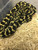 Jungle Carpet Pythons for sale | Snakes at Sunset
