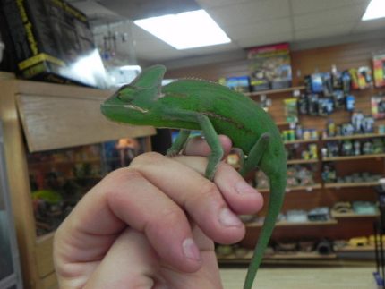 Veiled Chameleons for sale