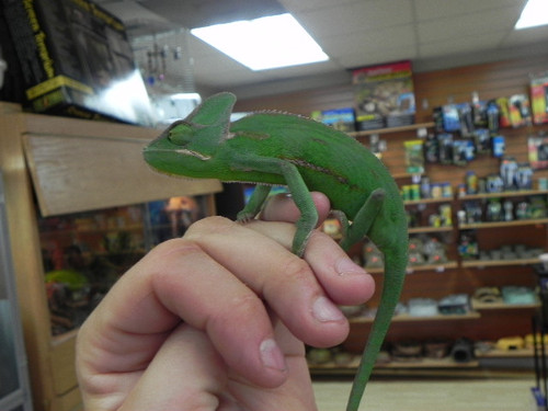 Veiled Chameleons for sale Veiled Chameleons for sale