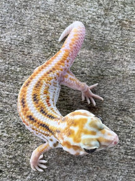 Giant Frog Eye Geckos - Teratoscincus keyslingeri