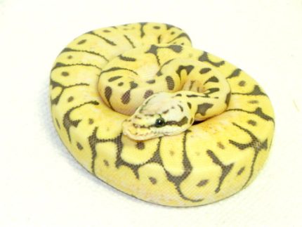 Killer Bee Ball Pythons