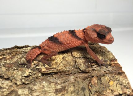 Knob Tail Geckos for sale | Snakes at Sunset