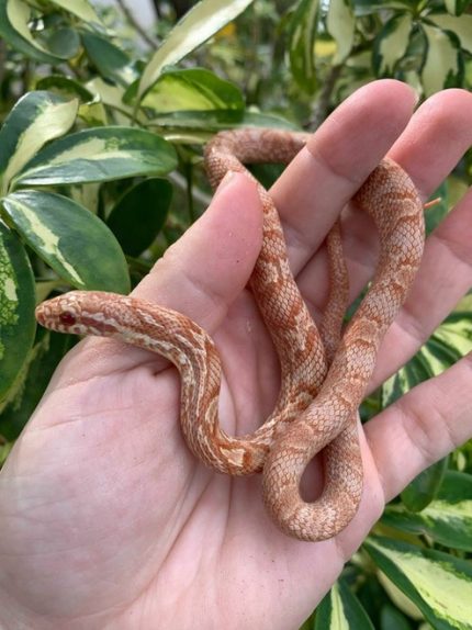 Albino Korean Rat Snake for sale