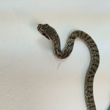 Korean Rat Snake for sale