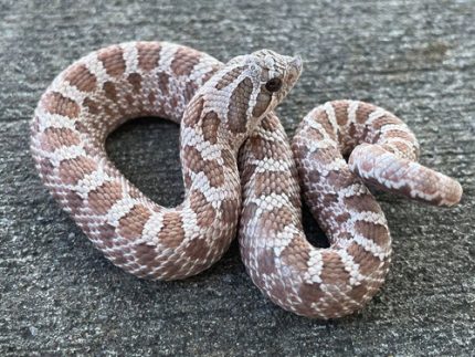 Lavendar Hognose for sale