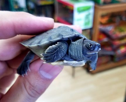 Painted River Terrapin for sale