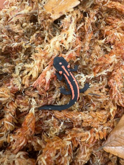 Laos Warty Newt (Laotriton laoensis) for sale