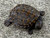 Saw Shelled  Turtles for sale (Elseya latisternum)