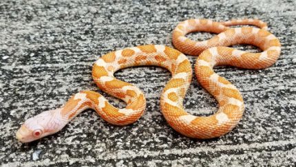 Albino Texas Rat Snake for sale