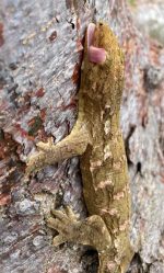New Caledonia Giant Gecko for sale (Rhacodactylus leachianus)