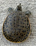 Leopard Softshells for sale