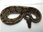 Leopard Ball Python for sale | Snakes at Sunset