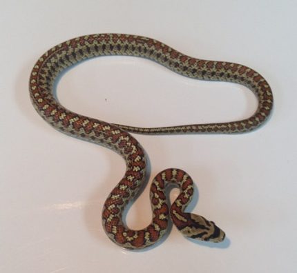 Leopard Rat Snakes for sale