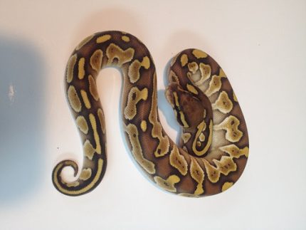 Lesser Ball Python for sale | Snakes at Sunset
