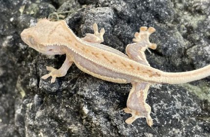 WHITE LILY Crested Gecko for sale (Rhacodactylus ciliarus)