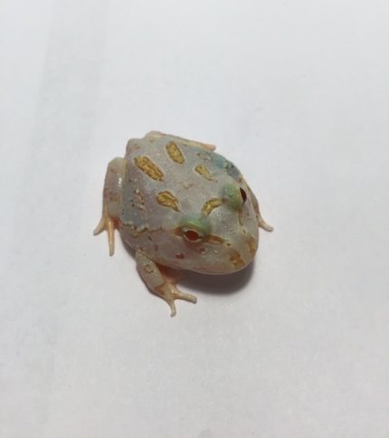 Super Lime Albino Pac Man for Sale (Ceratophrys cranwelli)