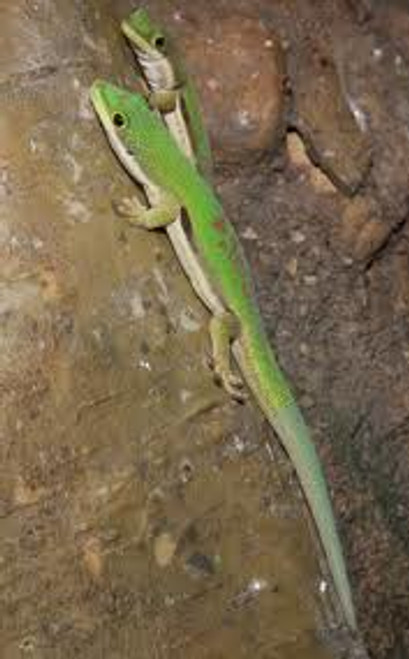 Lined Day Gecko for sale