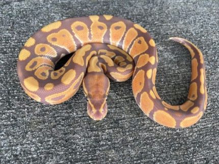 ULTRAMEL Ball Python for sale | Snakes at Sunset