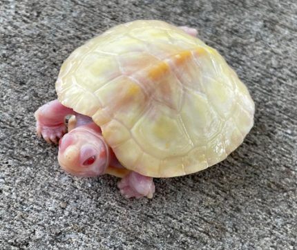 Lubino Red Ear for Sale