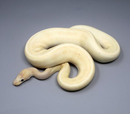 Coral Glow Champagne Pinstripe Ball Python  for sale   (Python regius)MALE   #M10A-67