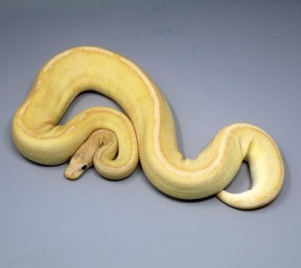 Coral Glow Champagne Ball Python  for sale   (Python regius)MALE   #M5B-65