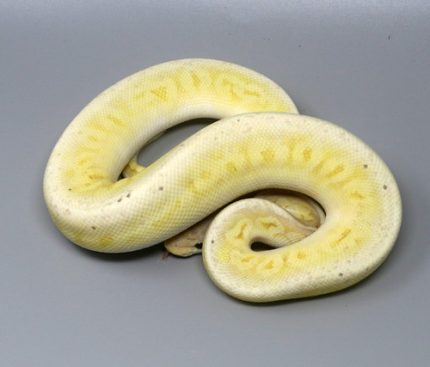 Male CG Sterling 3B-58M.jpg