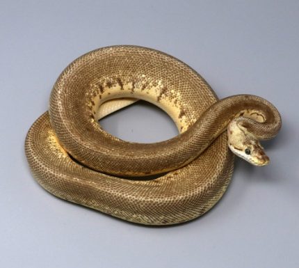 Male Leopard Spinner Blast Enchi 9C-60M.jpg