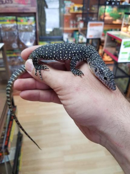 Mangrove Monitors for sale | Snakes at Sunset