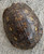Painted Wood Turtle for sale