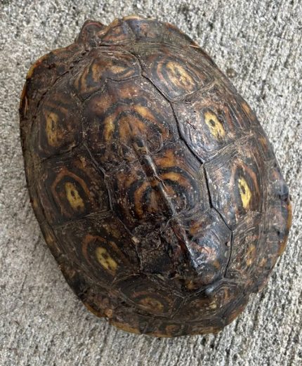 Painted Wood Turtle for sale