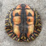 BABY Ornate Wood Turtle for Sale (Rhinoclemmys manni) BABY