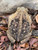 Marine Toads for sale (Rhinella marinus)
